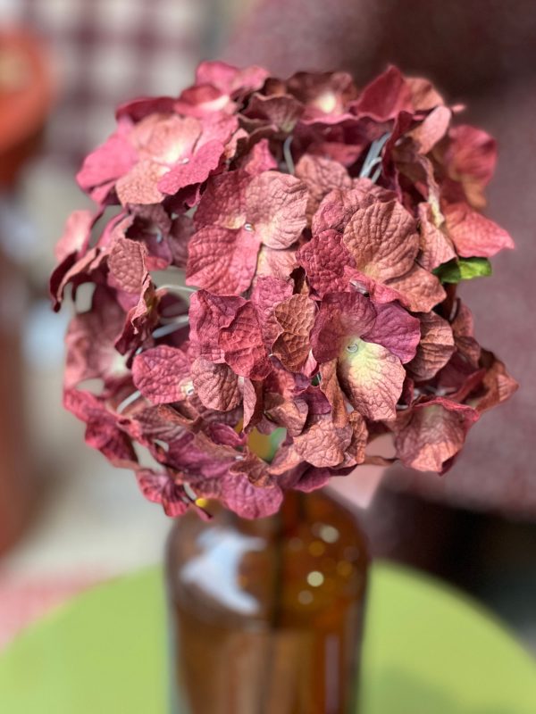 Hortensia - papier, bordeaux